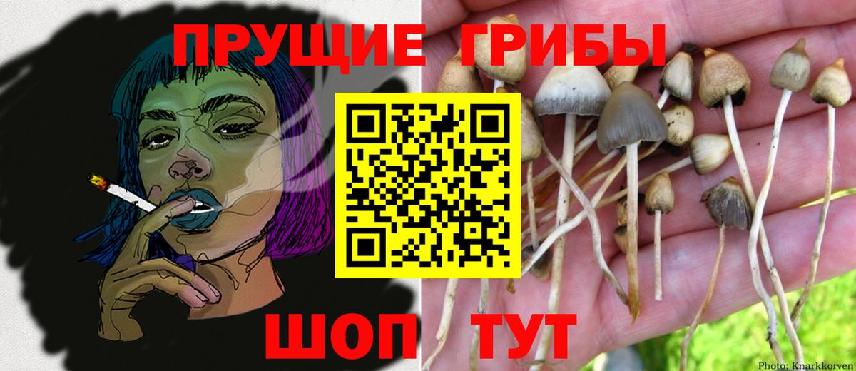 Нижнекамск  Псилоцибиновые грибы Cubensis  Вход с VPN 